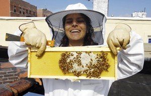 rooftop beekeeper