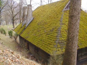 moss covered roof