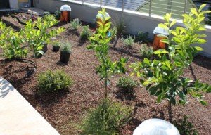 living roof